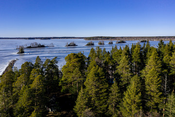 Aerial view of pine forest. On the background ice-covered lake on a sunny spring day. Joensuu, Finland.