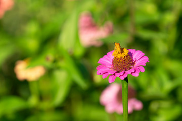 Butterfly on a pink zinnia flower.