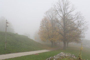 foggy morning in the park