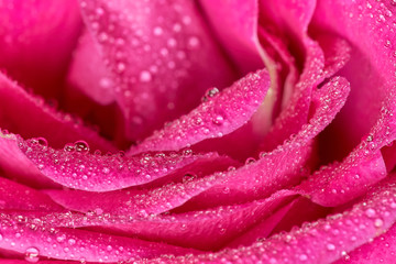 Closeup of a pink rose with water drops, morning dew on petals
