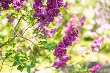 Spring branch of purple blooming lilac in Central Park