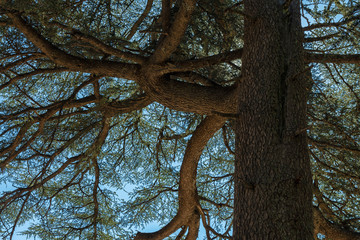 Abstract looking closeup of a cedar tree, with a big trunk and branches.