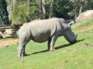 Close up of white rhinoceros nibbling on grass in a zoo. Horizontal view with blurred background