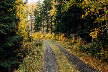 Fototapeta na wymiar Forstwege führen durch einen herbstlichen Wald im Nationalpark Harz