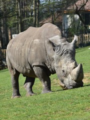 Close up of white rhinoceros nibbling on grass in a zoo. Vertical view with blurred background