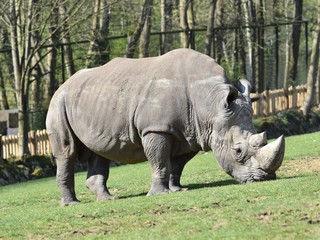 Fototapeta premium Close up of white rhinoceros nibbling on grass in a zoo. Horizontal view with blurred background