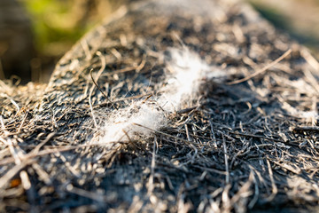 Light gray fibers from animal hair or white down, caught on small wooden debris on the street in the open air