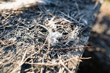 Light gray fibers from animal hair or white down, caught on small wooden debris on the street in the open air