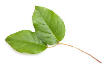 Salal leaves