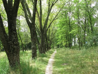 Obraz premium Park