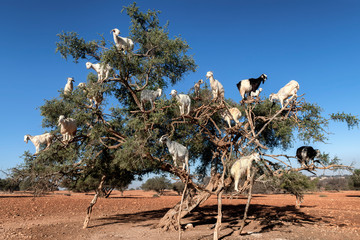 White goats on an Argan tree eating leaves.