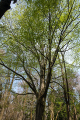 Obraz premium 芽吹き始めた樹木公園のブナ