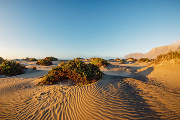 Sandy dunes with plants at sunset in Famara beach, Lanzarote Spain.