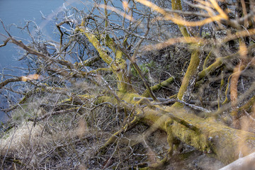 An oak falling from a rock into a river