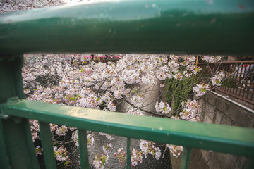 sakura festival shot through space of green bridge railings