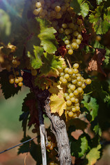 Vineyard in autumn ready for harvest