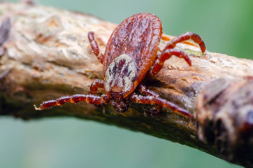 Tick, dangerous parasite and the carrier of infection sits on a branch