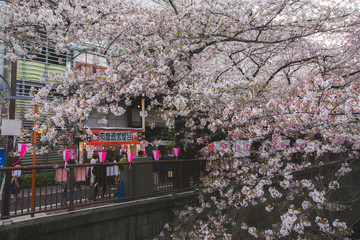 street food in cherry blossom meguro river sakura festival with lanterns pink and white 