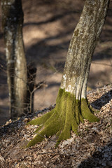 Tree in forest covered with moss