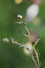 Macrophotographie de fleur sauvage - Grémil des champs - Buglossoides arvensis