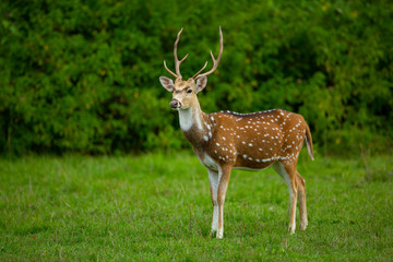 Naklejka na ściany i meble Male spotted deer from Bandipur National Park Karnataka,isolated background 