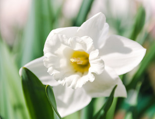 blossoming springtime flower daffodil