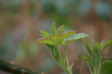close up of fern
