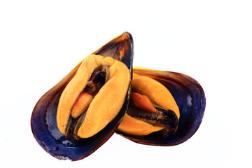 Mussels on a white background © pdm