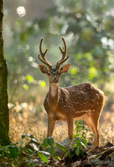 deer in the forest