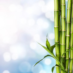 Many bamboo stalks on bokeh background