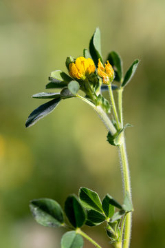 Macrophotographie de fleur sauvage - Luzerne polymorphe - Medicago polymorpha