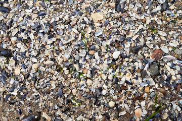 Sea shells background, copy space. Summer beach. Top view, flat lay