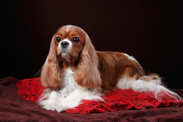 Cute dog cavalier king charles spaniel lies on a red pillow
