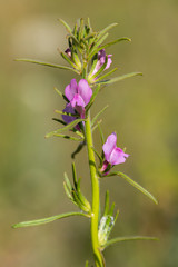 Macrophotographie de fleur sauvage - Muflier des champs - Misopates orontium