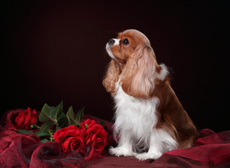 Cute dog cavalier king charles spaniel with red roses