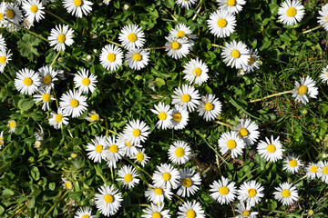 Group of flowering daisies (Bellis perennis) in springtime                                            © Martina