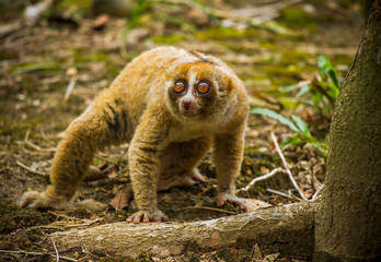 close up of a KUkang Borneo