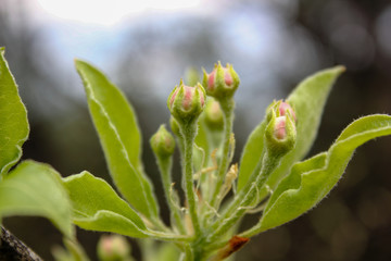 close up of a plant