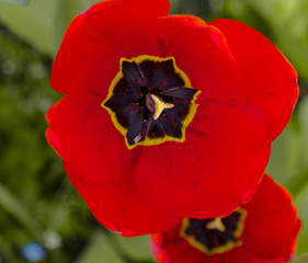 Cœur de tulipe 3