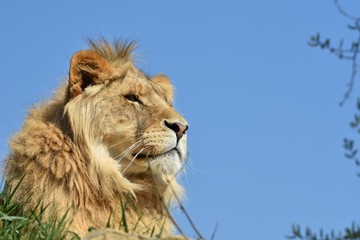 Close up of a young male lion head on blurred blue sky background