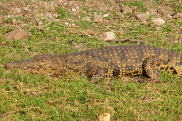 Crocodylus niloticus
