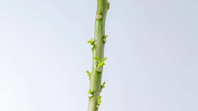 time lapse sprouts budding on jimson weed plant