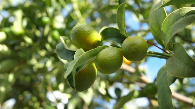 Lima Limon Limoncillo