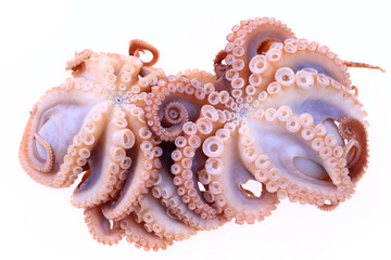 Octopus on a white background
