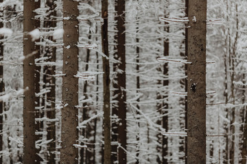 Obraz premium Snow covered tree