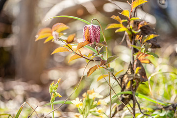 Schachbrettblume Fritillaria meleagris im Gegenlicht