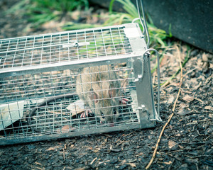 Rat captured in humane wire mesh cage near patio deck in Texas, America
