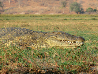 Crocodylus niloticus