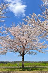 Fototapeta premium おの桜づつみ回廊