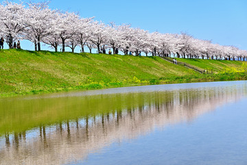 おの桜づつみ回廊